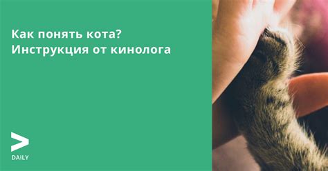 Как найти и выбрать профессионала для чипирования кота