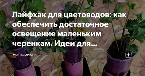 Как обеспечить достаточное освещение для астр в зимнее время?