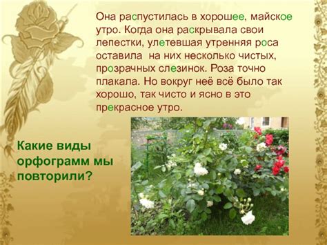 Как она распустилась в хорошее майское утро