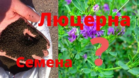 Как определить, подходит ли свежая люцерна для моих поросят?