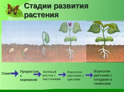 Как определить, что семя успешно проросло?