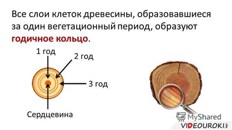 Как определить возраст дерева