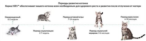 Как определить возраст кота на основе длины усов?