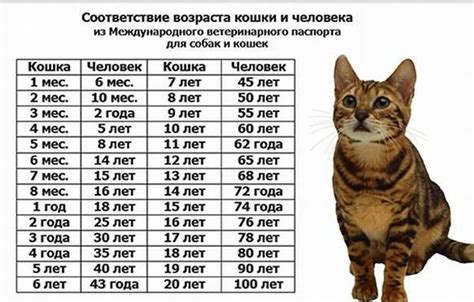 Как определить возраст кота на основе цвета усов?