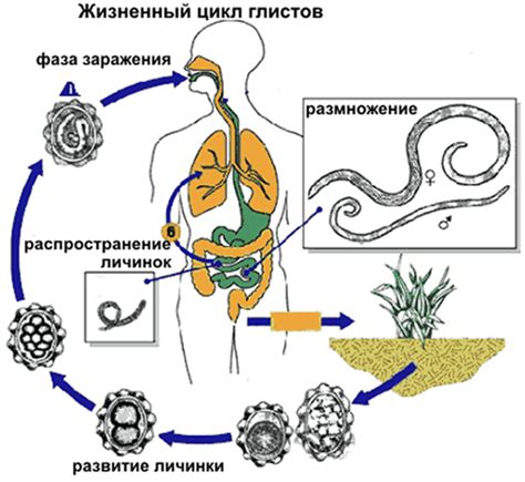 Как определить глистов у детей?