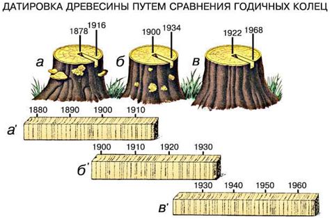 Как определить окончание вегетационного периода у деревьев?