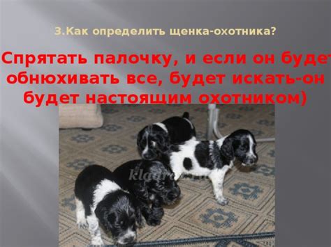 Как определить щенка охотника