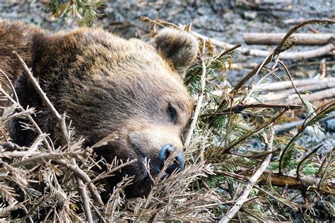 Как организм медведей обрабатывает пищу во время спячки