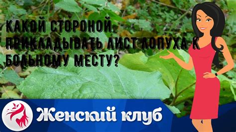 Как правильно давать листья лопуха курам