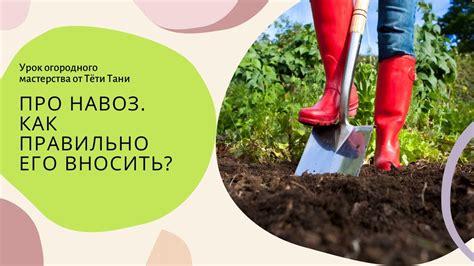 Как правильно нанести навоз?