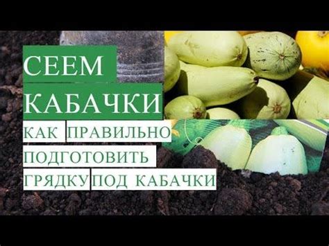 Как правильно подготовить кабачки для собаки?