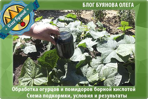 Как правильно проводить опрыскивание огурцов дегтярным мылом