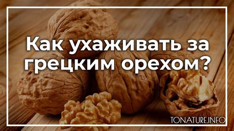 Как правильно ухаживать за грецким орехом?