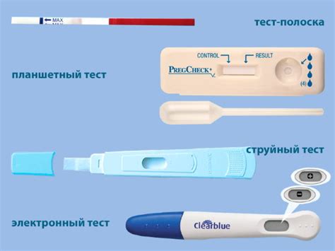 Как провести тест на чистокровность таксы