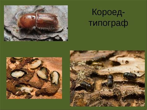 Как распознать вредителя в твоей жизни: 5 простых шагов