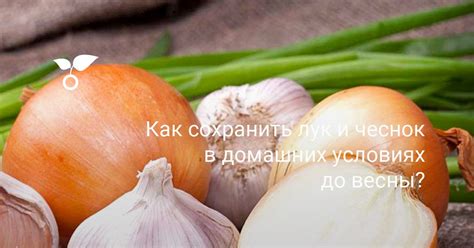 Как сохранить чеснок и овощи рядом