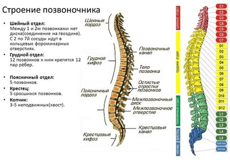 Как спина связана с нервным напряжением