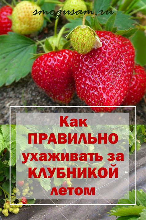 Как увеличить урожайность ягодников: секреты успешного выращивания