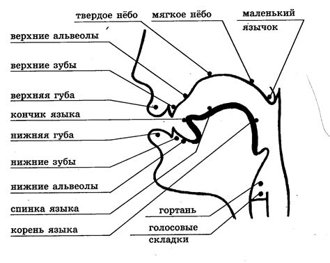 Как уздечка влияет на развитие речевого аппарата