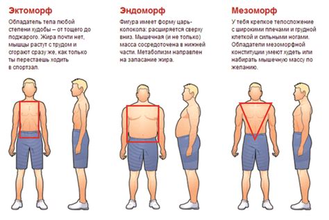 Как узнать свой тип телосложения: мезоморф или нет