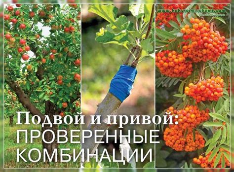Как улучшить облик России: советы и идеи