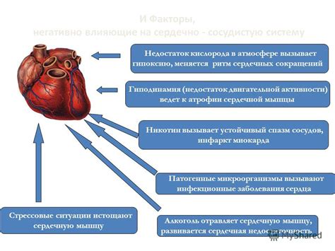 Кардионагрузка и кровоток