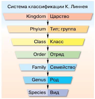 Классификация организмов Линнея