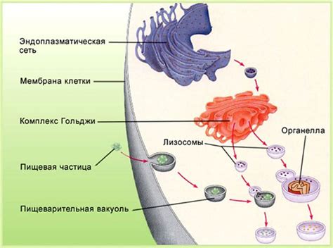 Клетки лизосомы у животных: их наличие и функции