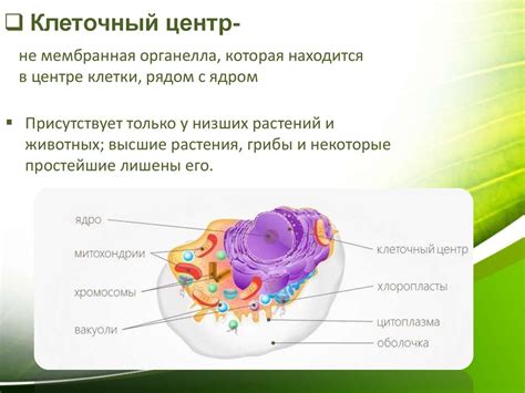 Клеточный центр: действительно ли он присутствует в животной клетке?