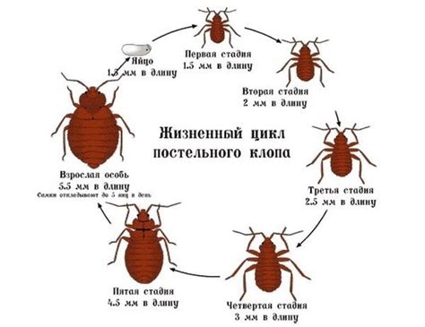 Клопы: различные виды и их способности