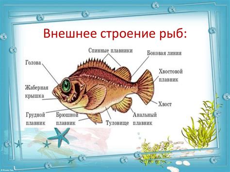 Клязьма: особенности и место обитания рыбы