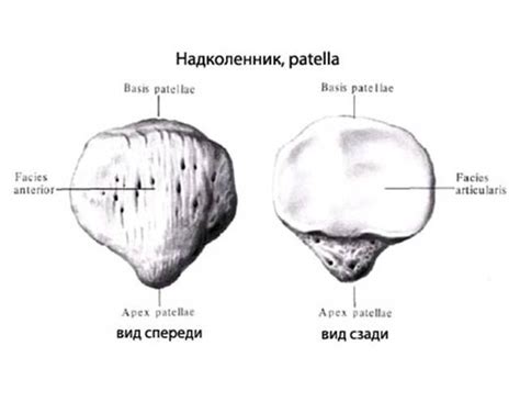 Когда именно появляются коленные чашечки