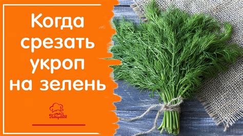 Когда и зачем срезать укроп под корень?