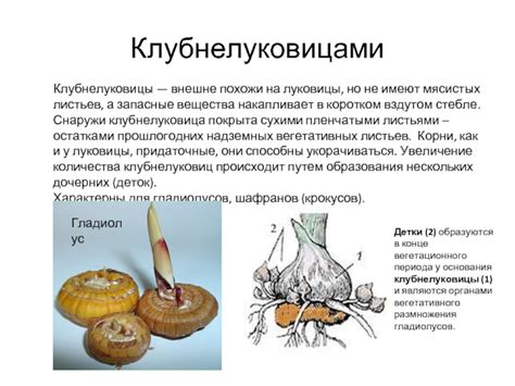 Когда происходит завершение вегетационного периода у деревьев?