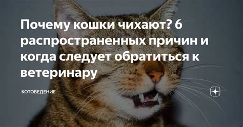 Когда следует обратиться к ветеринару