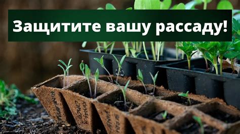 Когда требуется защита рассады: