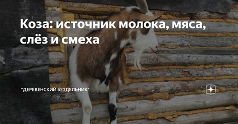 Кокосовая коза: источник натурального молока