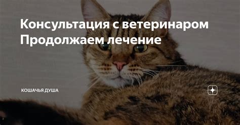 Консультация с ветеринаром для поиска медицинского решения проблемы мяукания