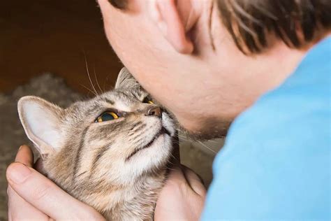 Кошка оказывает человеку свою любовь