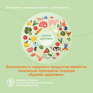 Краткий обзор роли пищевых продуктов в нашей жизни