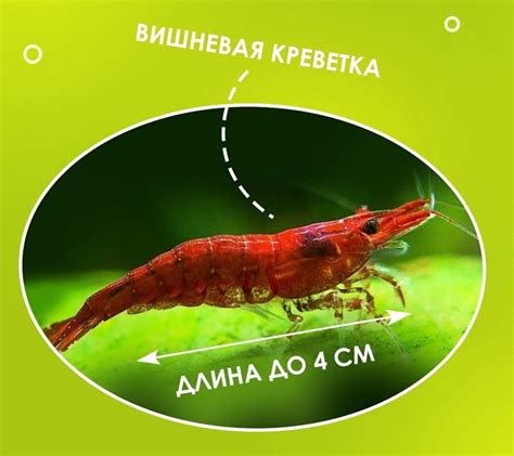 Креветки: существуют ли пресноводные виды?