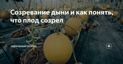 Крупный плод: самое раннее созревание