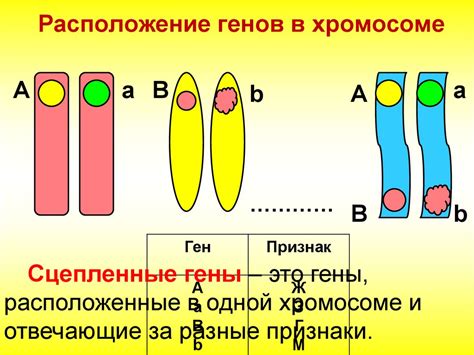 Линейное наследование генов