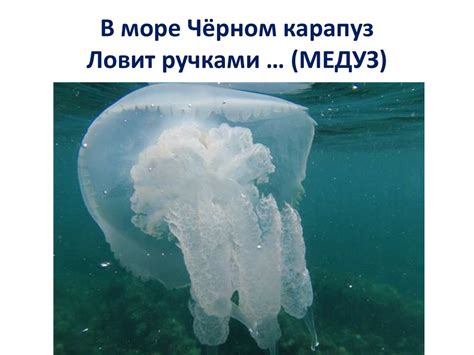 Медицинская помощь при ожоге медузы Черного моря