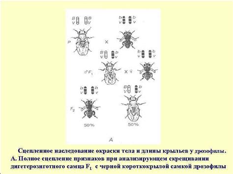 Менделевская генетика и наследование окраски тела дрозофилы