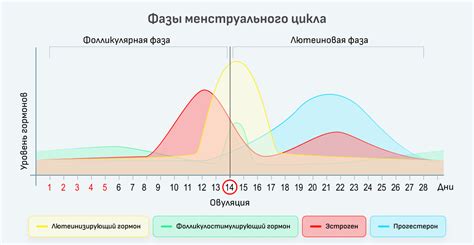 Менструации