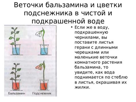 Меры по сохранению подснежника и его местообитаний