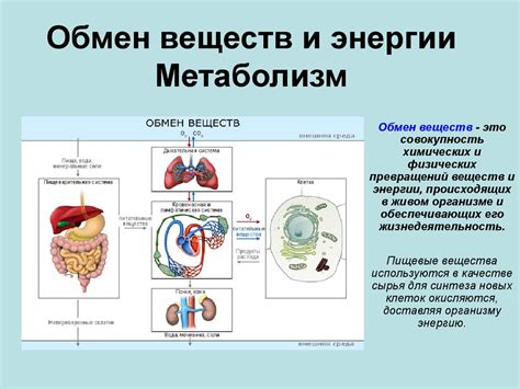 Метаболизм и потребление энергии