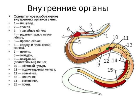 Методы и разработка на языке змеи