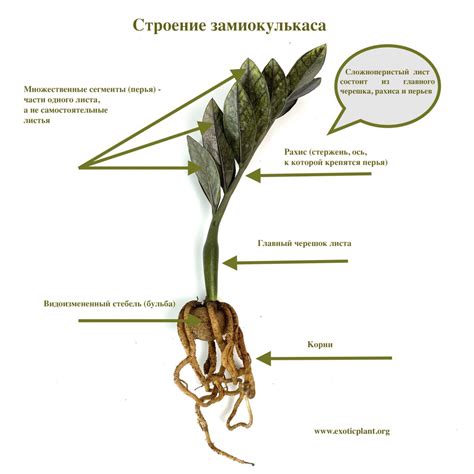 Методы обрезания пеньков у замиокулькаса